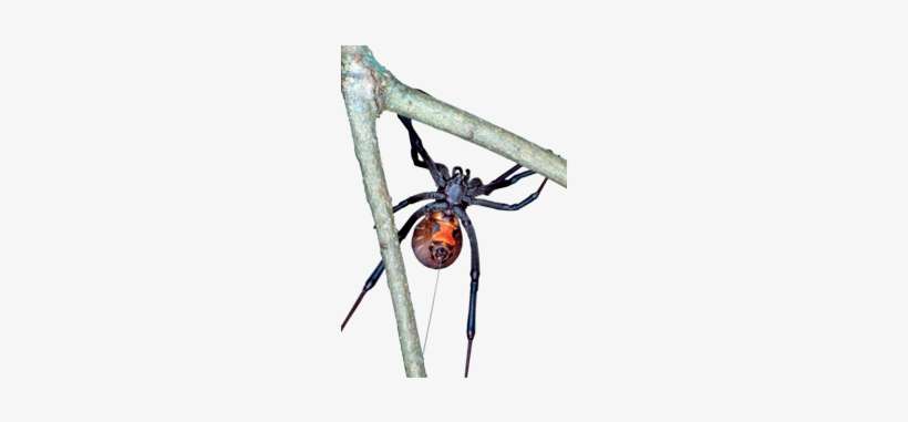Brown Widow Spider - Brown Widow, transparent png download
