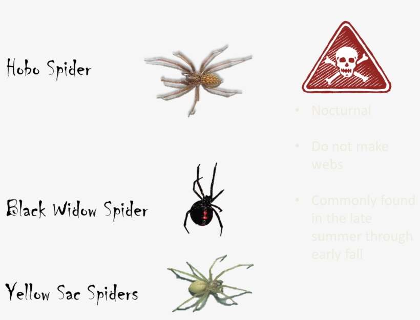 Poisonous Spiders - Death Before Dnf Rectangle Sticker, transparent png download