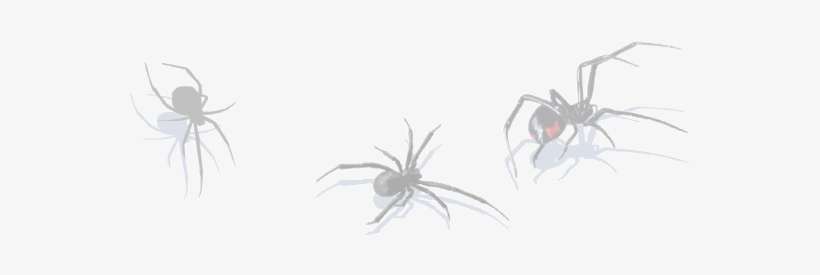 Black Widow Side Image - Tarantula, transparent png download