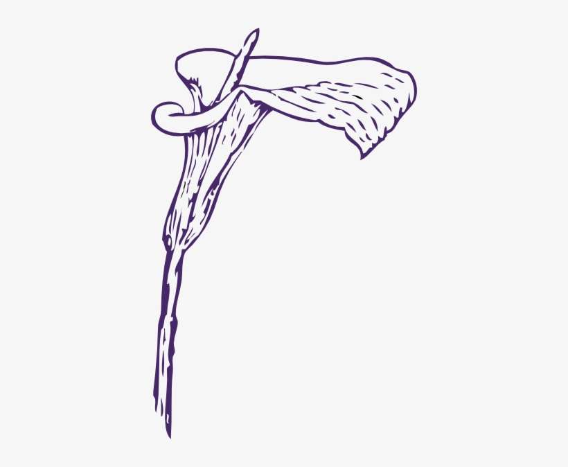 How To Set Use Purple Calla Lily Clipart, transparent png download