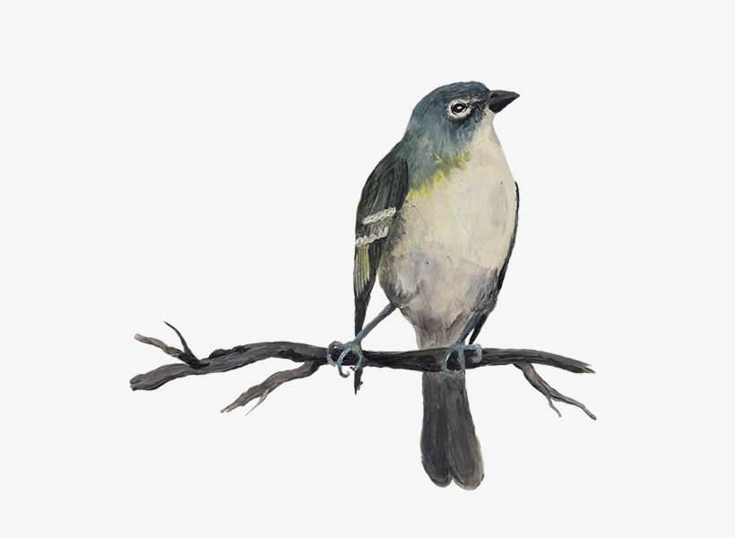 Notre Version D'un Grand Classique Italien, Agrémentée - Old World Flycatcher, transparent png download