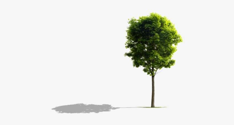 Image Of The Shadow Of The Tree Choice A - 2 Samuel 7 10, transparent png download