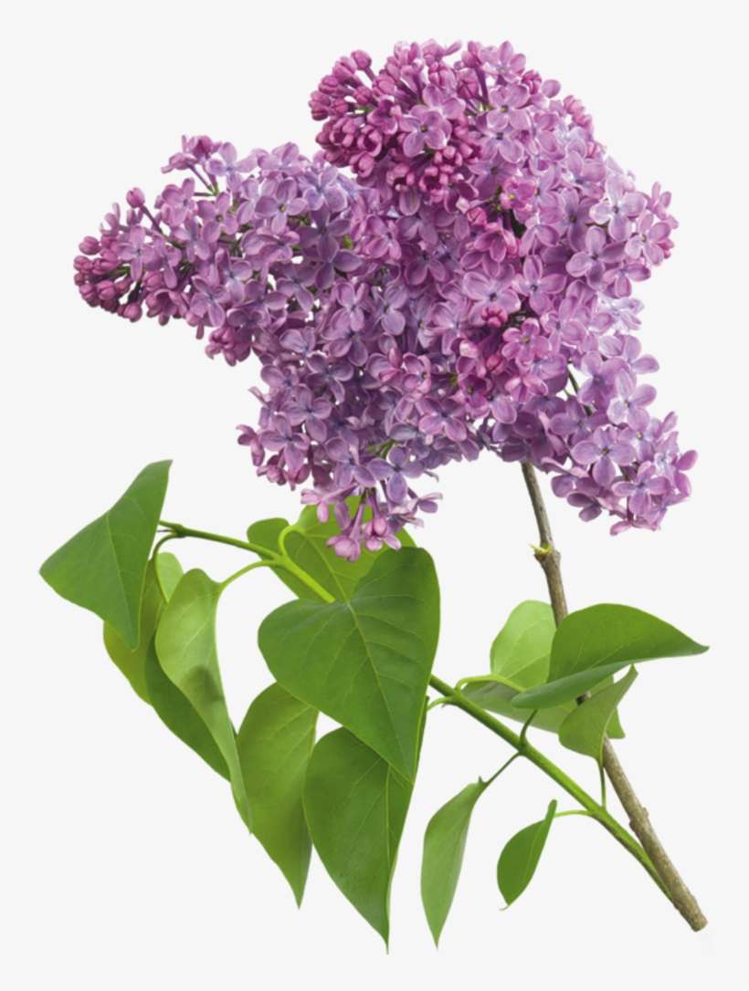 Purple Transparent Gallery Yopriceville High View Full - Lilac Clip Art, transparent png download