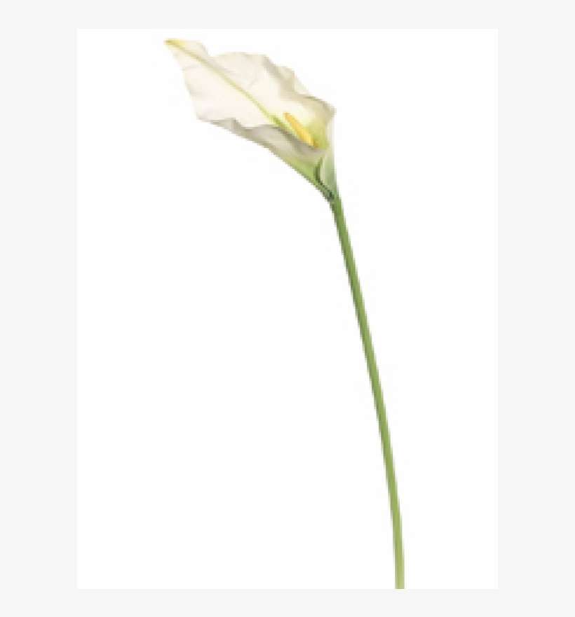 34" Jumbo Calla Lily White - Silk Plants Direct Jumbo Calla Lily Spray - White -, transparent png download