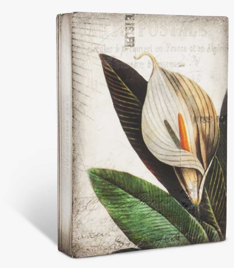 Calla Lily T452 - Arum-lily, transparent png download