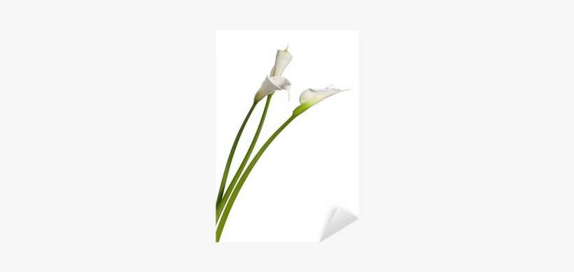 Lily, transparent png download