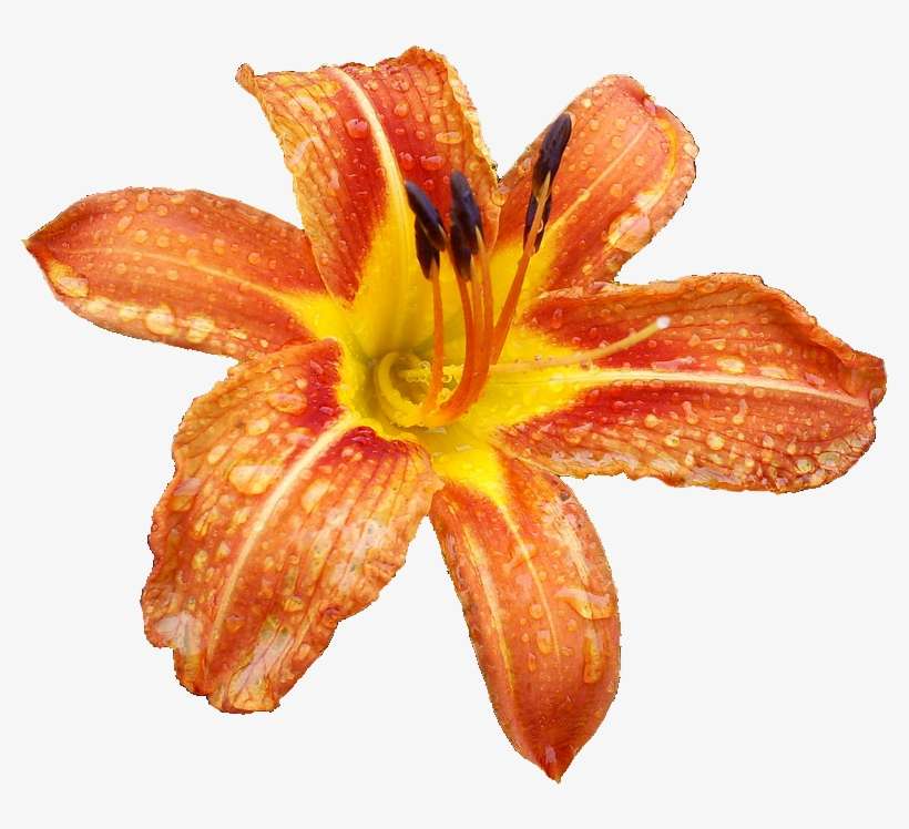 Calla Lily Transparent Png Clip Art Image - Orange Lily, transparent png download