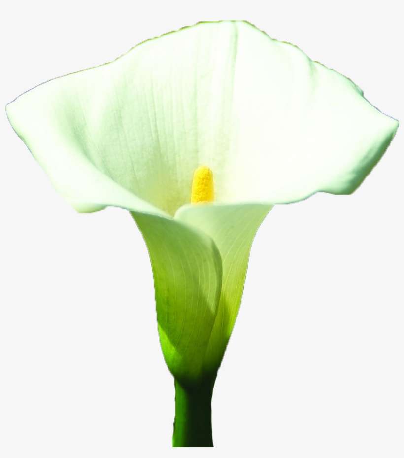 Arum-lily Arum Lilies Lilium White - Lily, transparent png download
