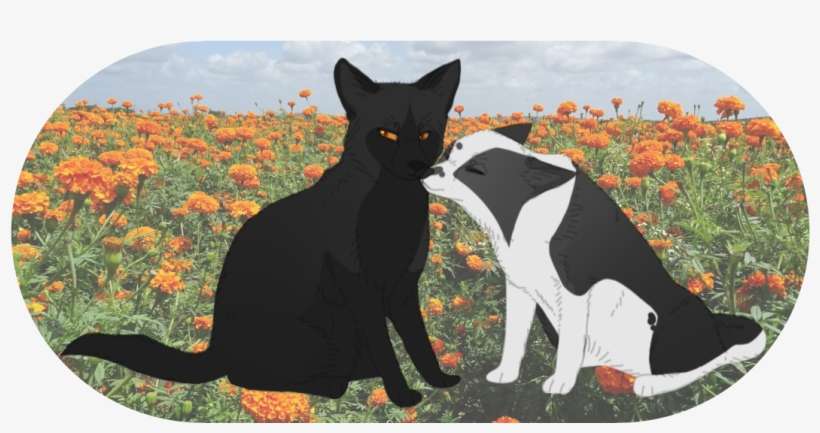 Shadow And Poet-modifieddemon - Black Cat, transparent png download