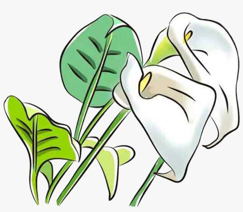 Clipart Calla Lily Flower - Arum-lily, transparent png download
