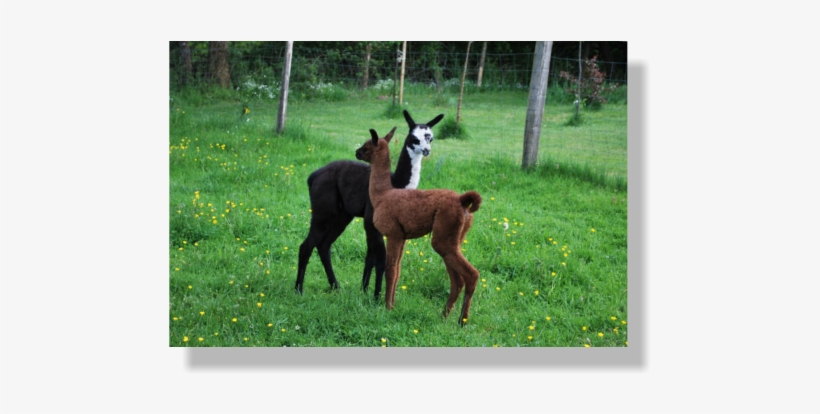 Llamas For Sale In France - France, transparent png download