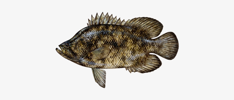 Tripletail Sm - Triple Tail, transparent png download