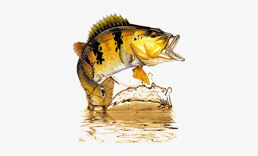 Tucunare - Imagens De Tucunare Em Png, transparent png download