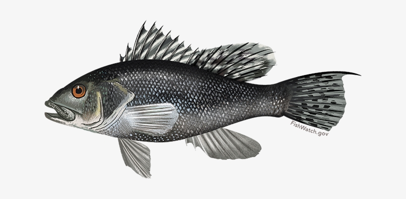 Black Sea Bass - Black Sea Bar Fish, transparent png download