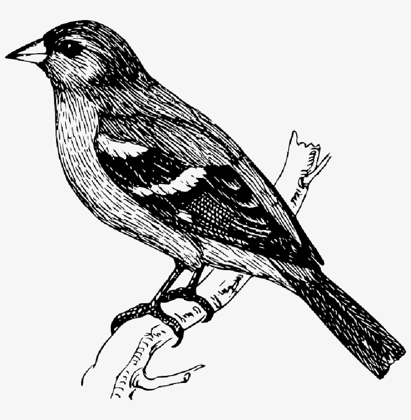 Mb Image/png - Bird On A Branch Drawing, transparent png download