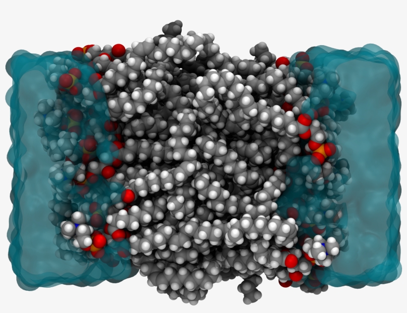 Molecular Model Of A Cell Membrane , Which Is A Representative - Craft, transparent png download