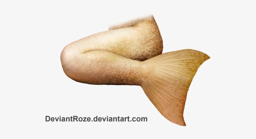 Mermaid Tail Png File - Mermaid, transparent png download