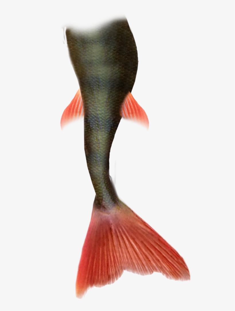 Mermaid Tail Png Pic - Mermaid Tail, transparent png download