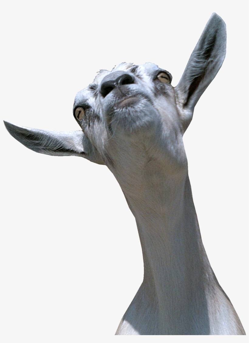 Stubborn Goat - Goat Head No Background, transparent png download
