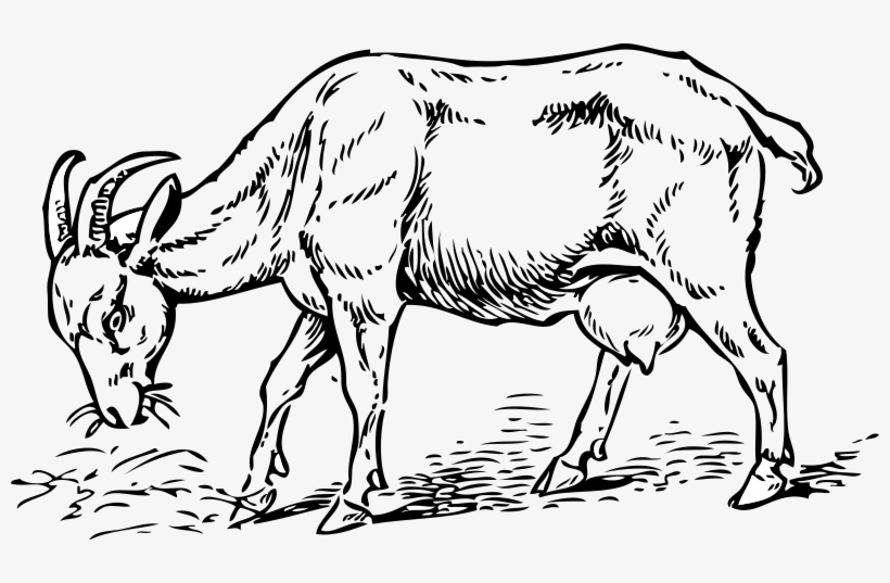 Goat 001 - Drawing Of A Goat Eating Grass PNG Image | Transparent PNG