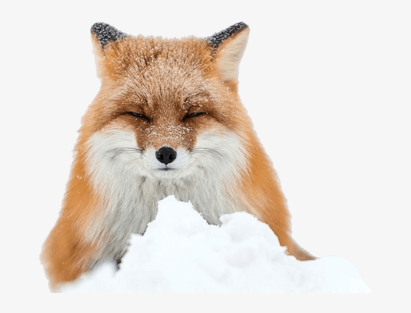 Free Png Fox Png Images Transparent - Cute Adorable Artic Fox, transparent png download