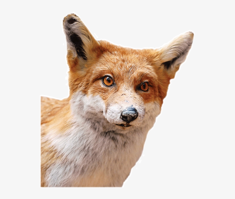 This Week's What's On The Van Comes From Malgosia Nowak-kemp, - Red Fox, transparent png download
