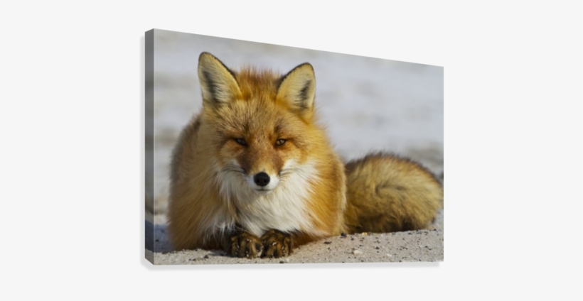 Red Fox Resting On Melting Snow On Arctic Tundra, Early - Red Fox (vulpes Vulpes) Resting On Melting Snow On, transparent png download