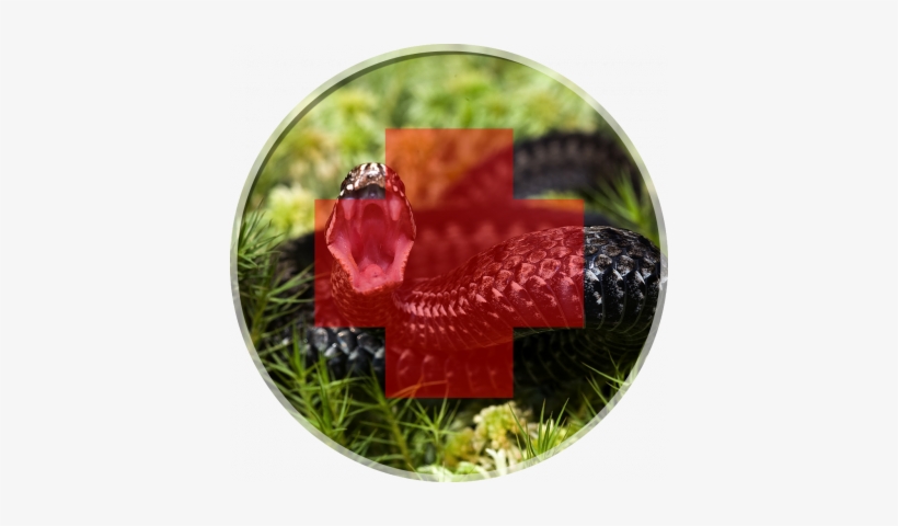 Insect/spider/snake Bites - Common European Viper, transparent png download