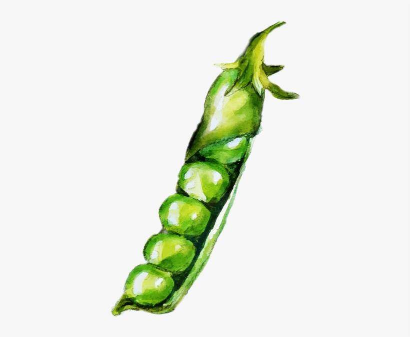 Peas Watercolor, transparent png download
