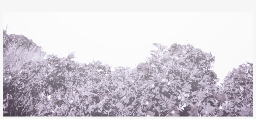 Als De Wilde Rozen Bloeien (e-book), transparent png download