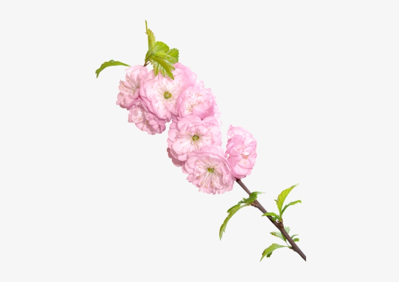 Shabby Chic Avenue - Watercolor Painting, transparent png download