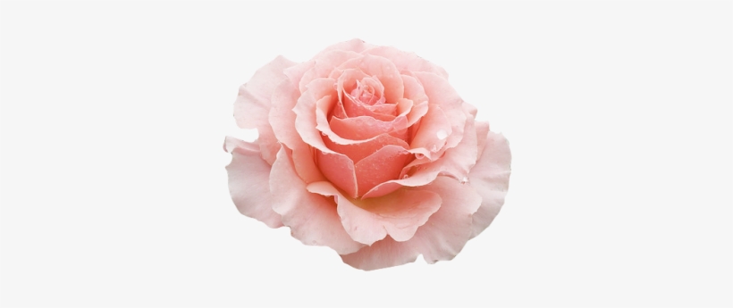Pale Pink Rose Transparency, transparent png download