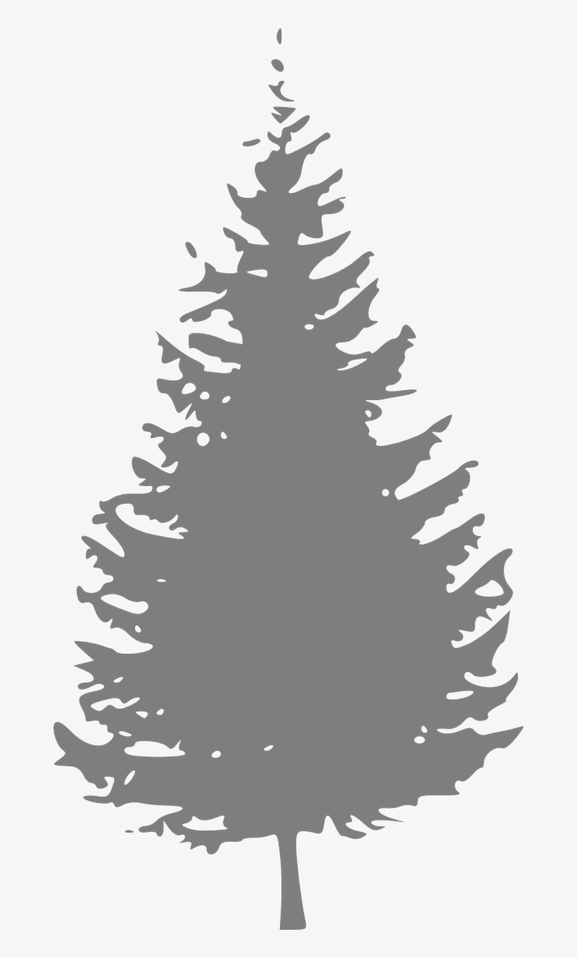 Related Image - White Pine Tree Png, transparent png download