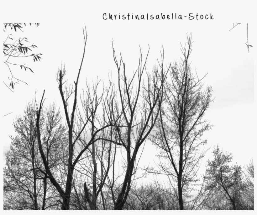 Forest Silhouettes Png Transparent, transparent png download