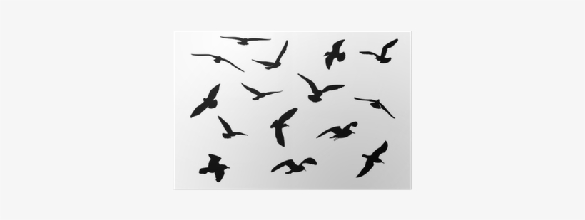 Seagull Silhouette, transparent png download