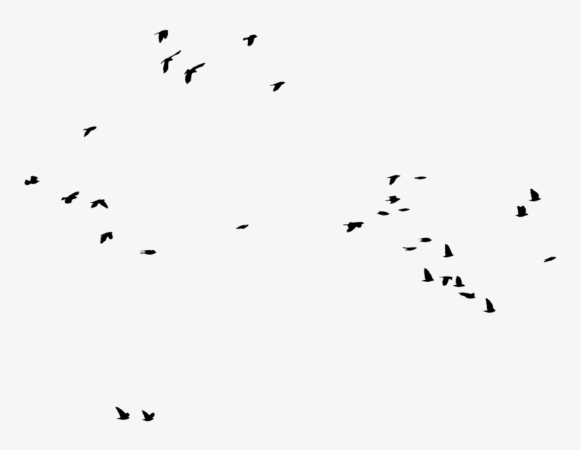 Bird Silhouette By Frankandcarystock On Clipart Library - Bird, transparent png download