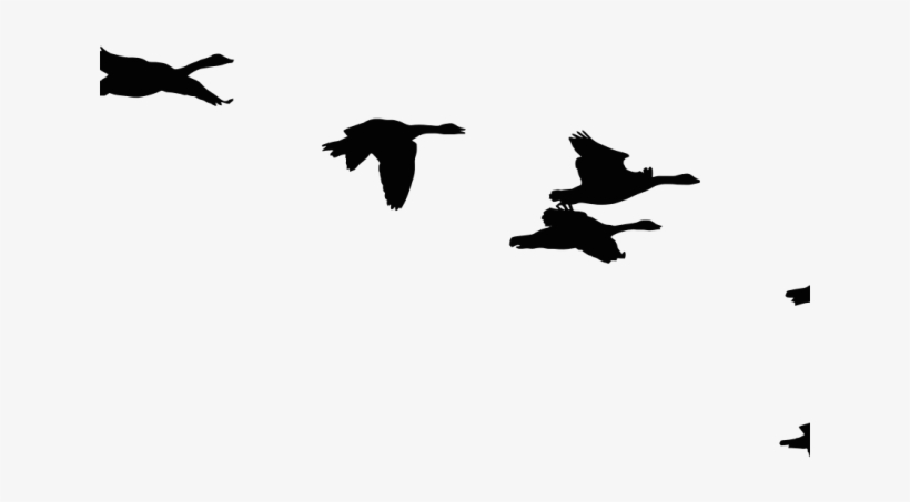 Flock Of Birds Clipart Seagull - Surviving Stress: Rediscover The Awesome You!, transparent png download