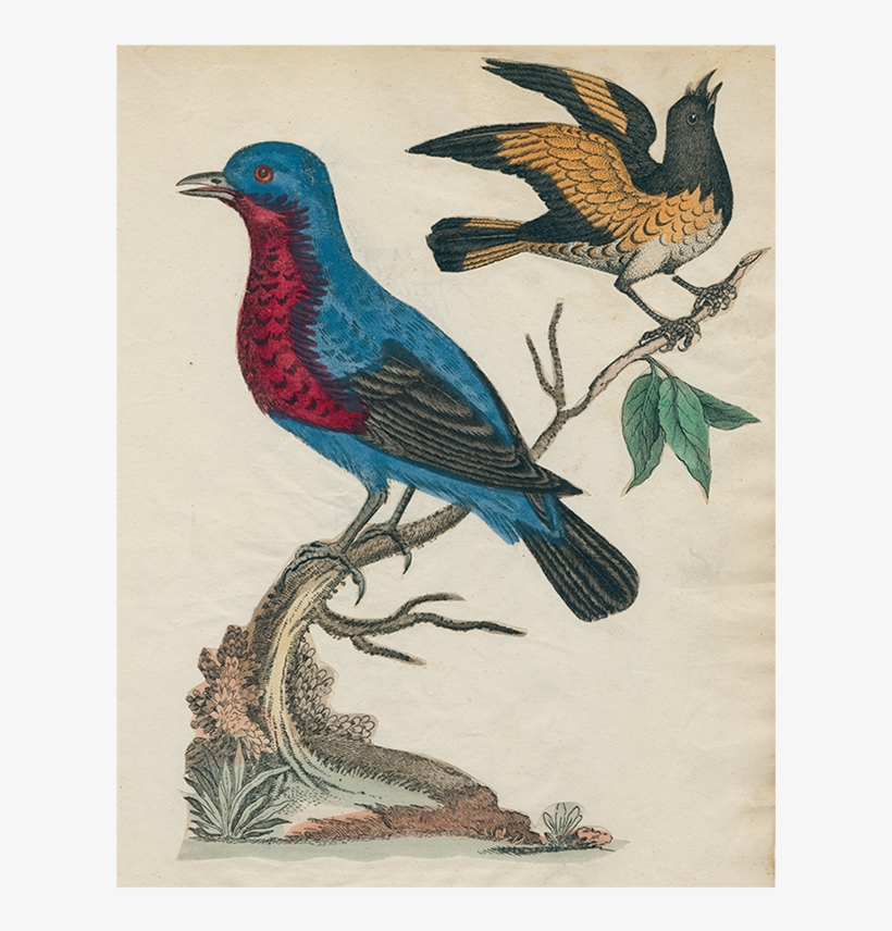 065 39b79605 Eefb 409c 88ea 212dda49ad75 V=1527864425 - American Redstart, transparent png download