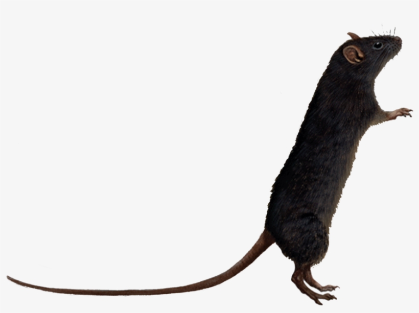 Download Rat Transparent Hq Png Image - Rat Clipart Transparent, transparent png download