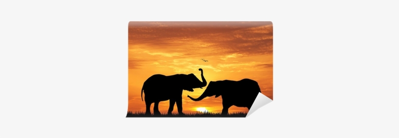 Indian Elephant, transparent png download