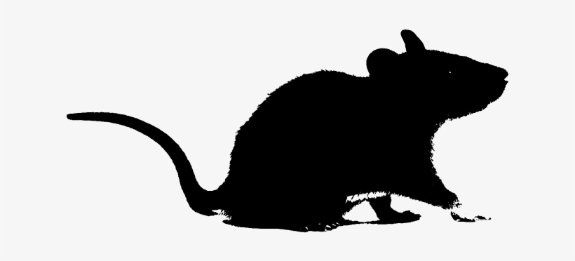 Rodents - Rat, transparent png download