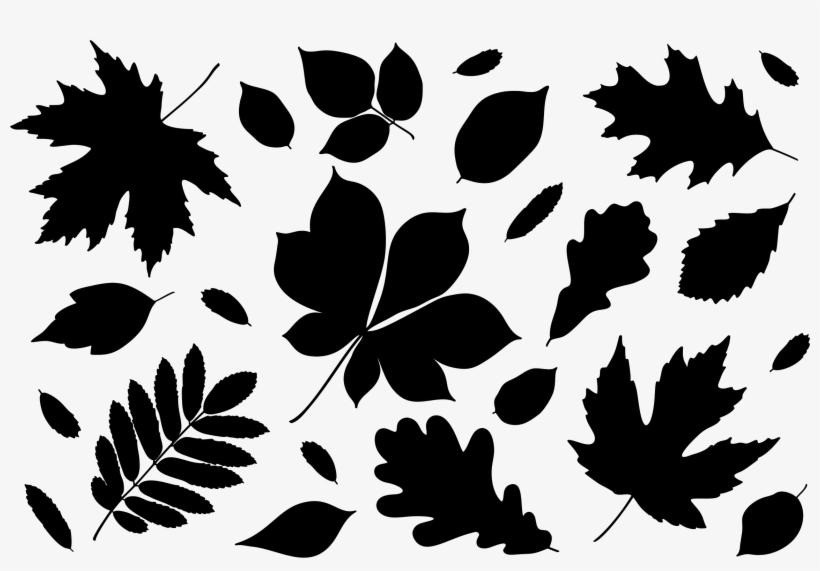 Big Image - Maple Leaf, transparent png download