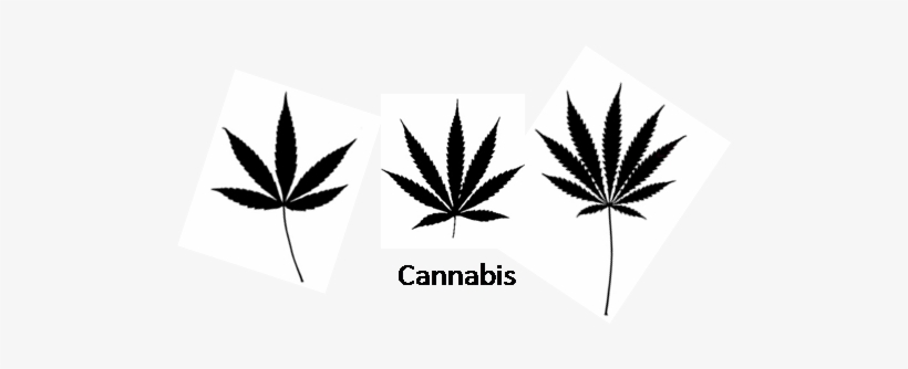 Drawn Leaves Transparent - 5 Point Marijuana Leaf, transparent png download