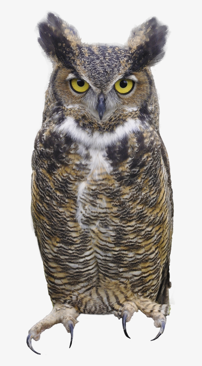 Horned Owl Clipart Silhouettes - Great Horned Owl Transparent Background, transparent png download