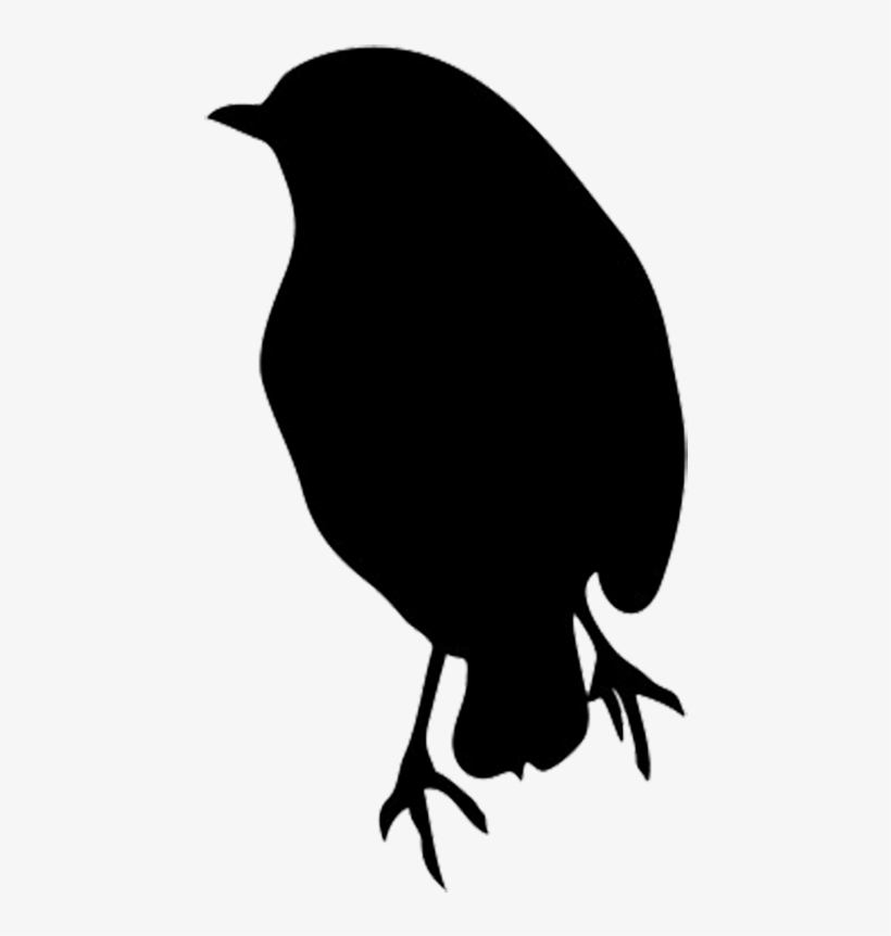 Of Robin Pinterest - Robin Bird Black And White, transparent png download