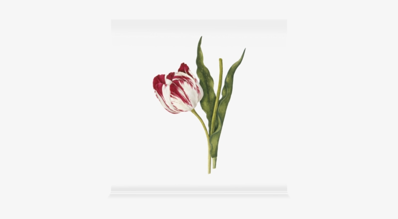 Tulipa 'the Claude & The Duke Of Sutherland' Wall Sticker - Red And White Striped Tulip, transparent png download