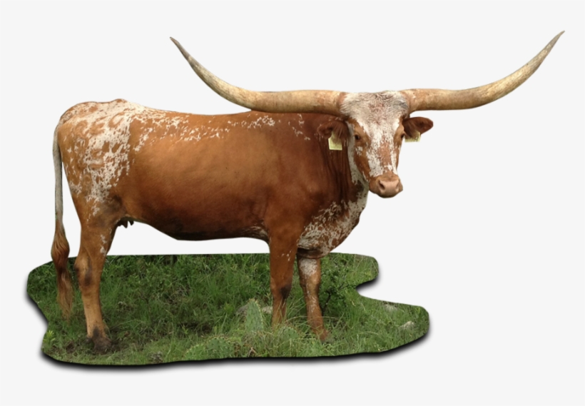 Texas Longhorn Png - Texas Longhorn Cattle Png, transparent png download
