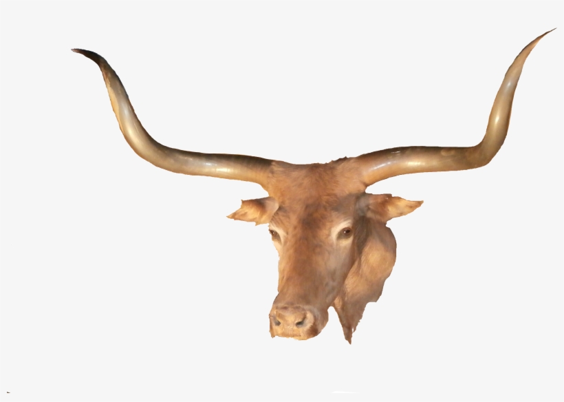Longhorn Vector Background - Transparent Longhorn, transparent png download