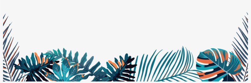 Colorado Spruce, transparent png download