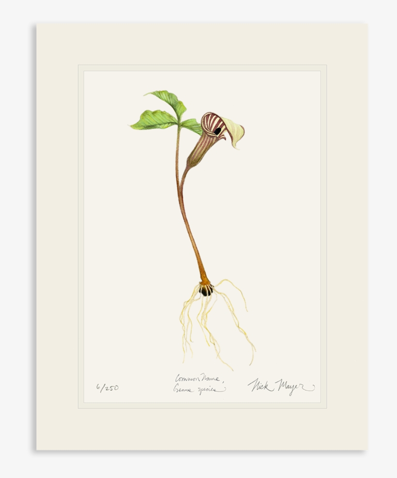 Jack In The Pulpit Wildflower - Jack-in-the-pulpit, transparent png download